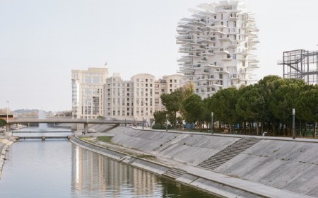 l’Arbre blanc de Montpellier fleuve Lez