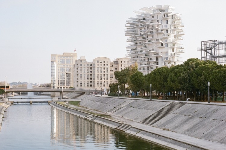 l’Arbre blanc de Montpellier fleuve Lez