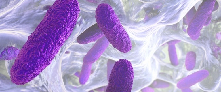 Klebsiella pneumoniae bactérie France Europe