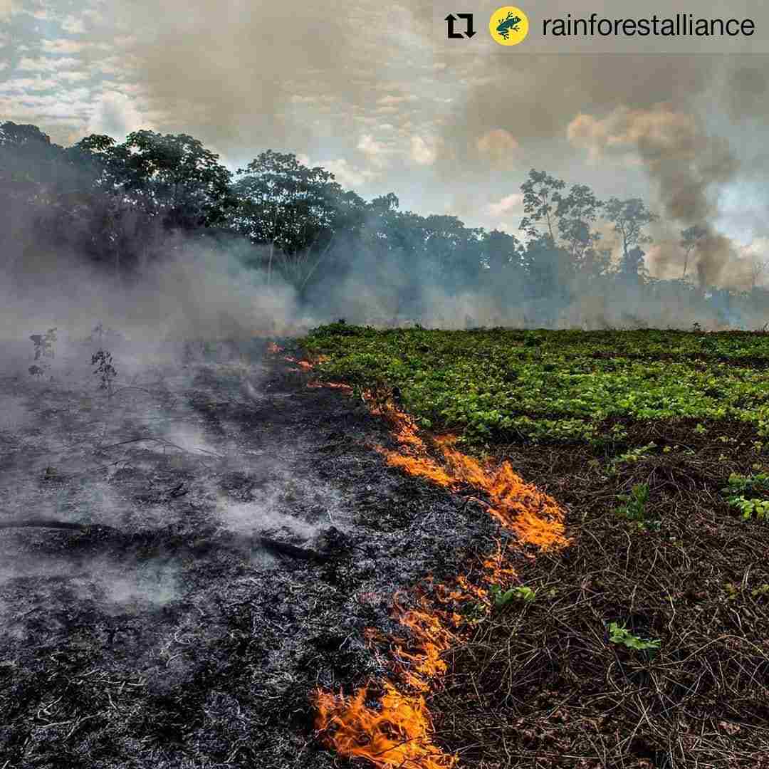 La Foret Amazonienne Ravagee Par Des Incendies Depuis Des Semaines