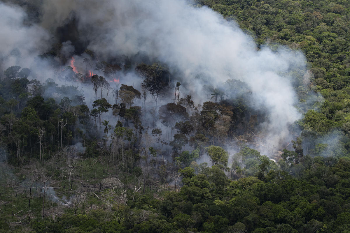 forêt amazonienne poumon de la planète incendie