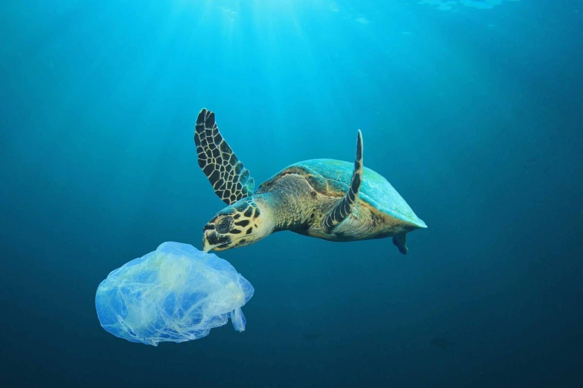 produits en plastique pollution des océan vie sous-marine