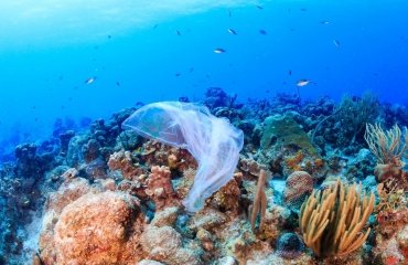 produits plastiques mort des récifs coralliens pollution océans