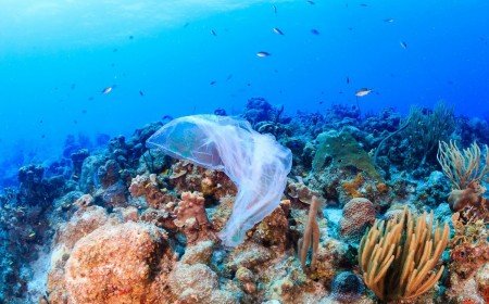 produits plastiques mort des récifs coralliens pollution océans