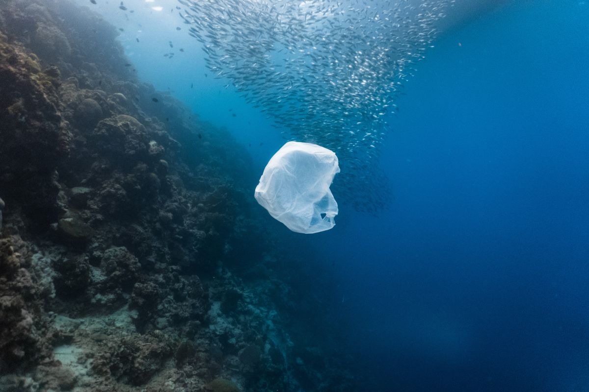 produits plastiques pollution océans animaux marins