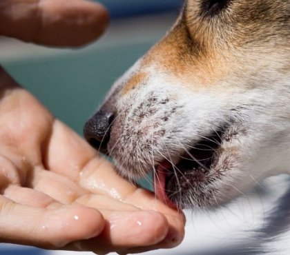 salive des chiens dangers santé bactérie Capnocytophaga canimorsus
