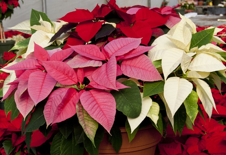 Poinsettia Décryptage Complet De La Fleur De Noël Par