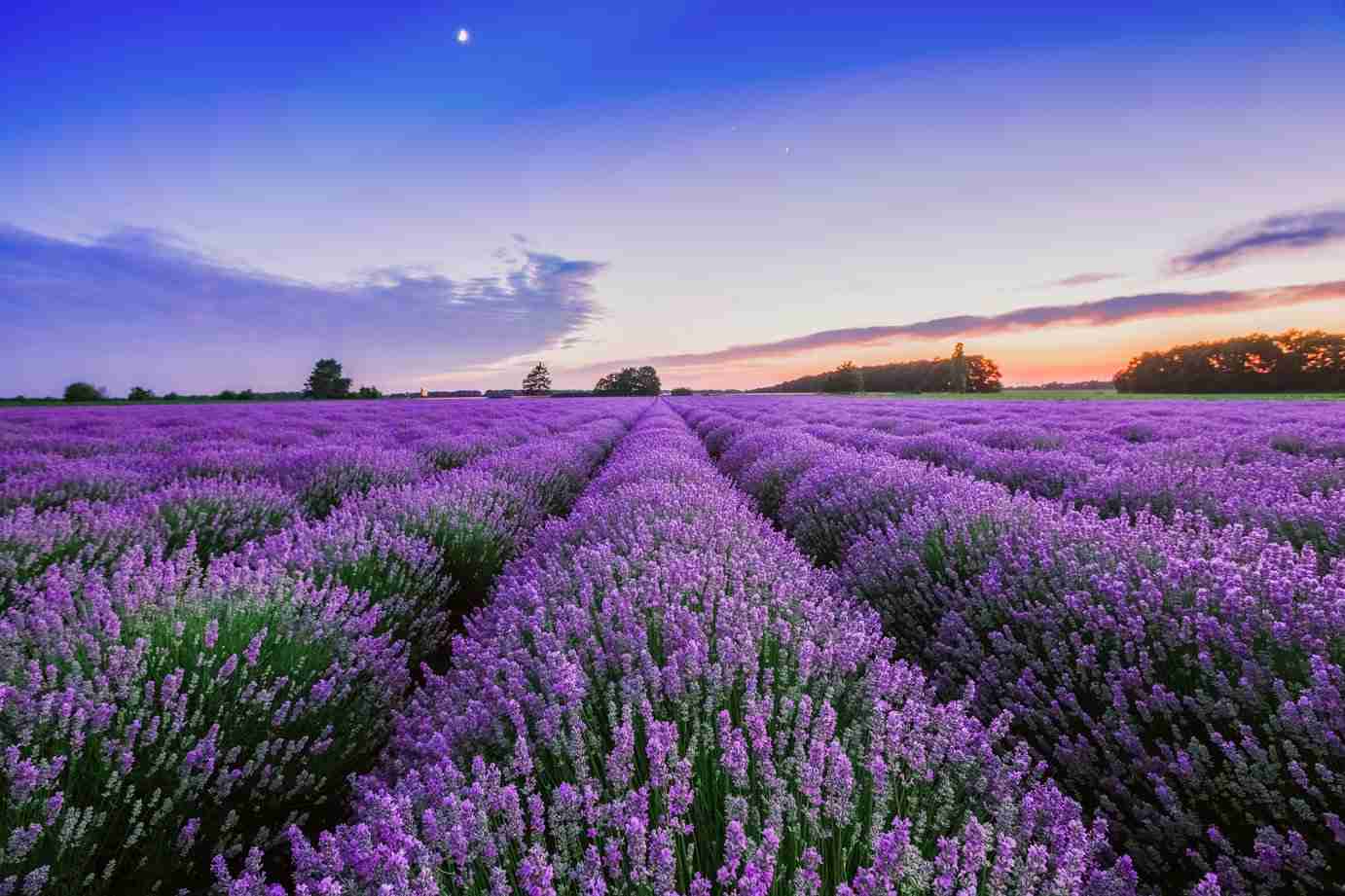 lavande pour un sommeil calme