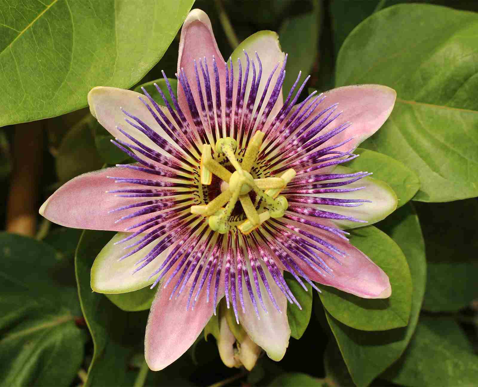 plantes pour bien dormir