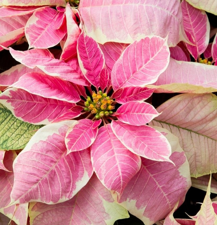 Poinsettia Décryptage Complet De La Fleur De Noël Par