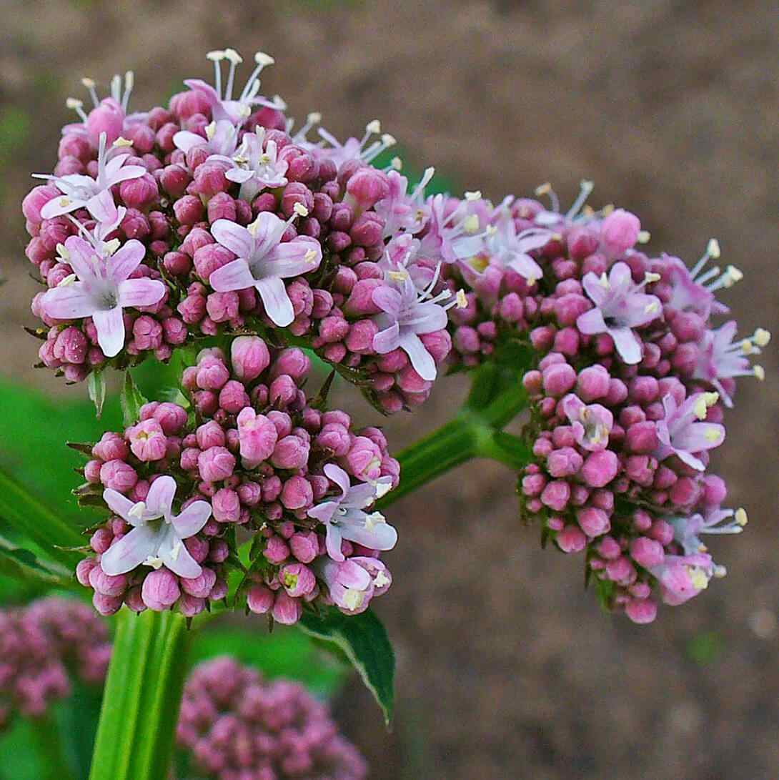 plantes pour bien dormir