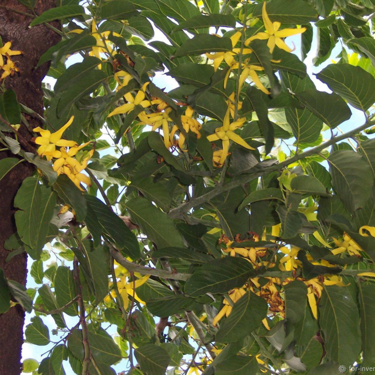 arbre kananga