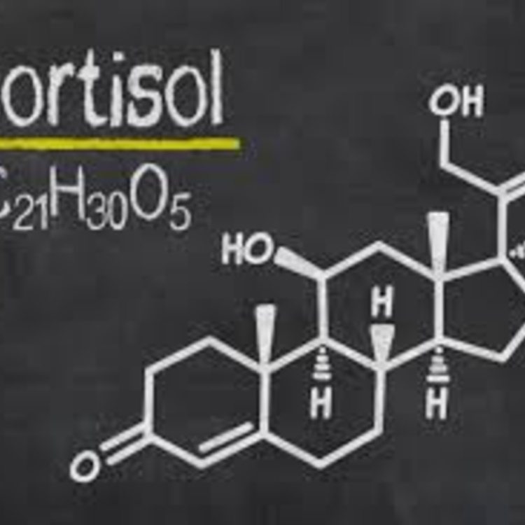 cortisol l'hormone du stress