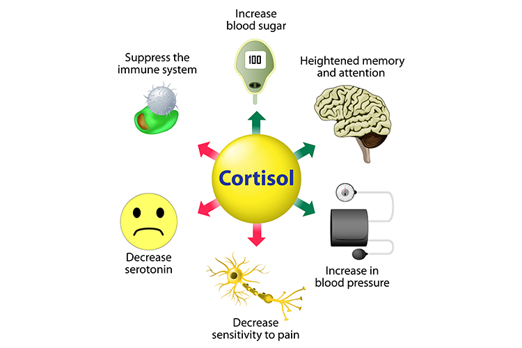 fonctions du cortisol