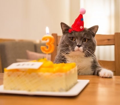 gateau anniversaire pour chat recettes faciles et saines