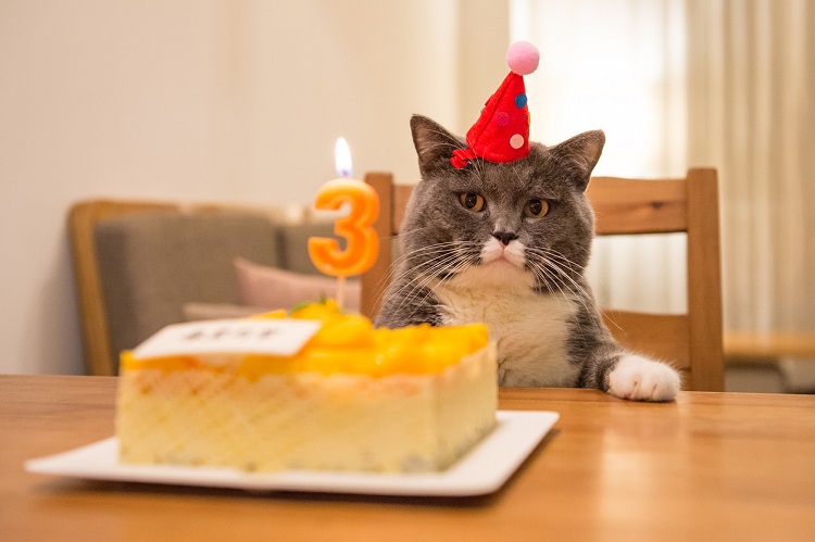 gateau anniversaire pour chat recettes faciles et saines