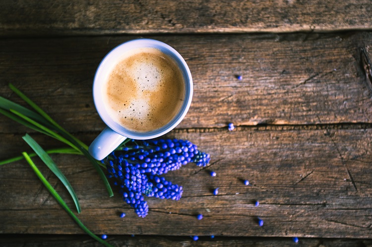 racine de chicorée bienfaits utilisations substitut au café probiotique naturel