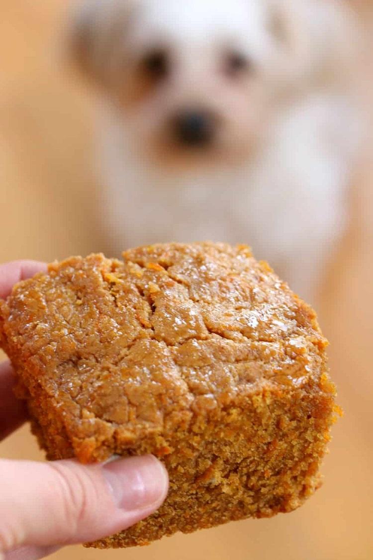 recette gateau pour chien poulet et carotte friandise pour chien maison