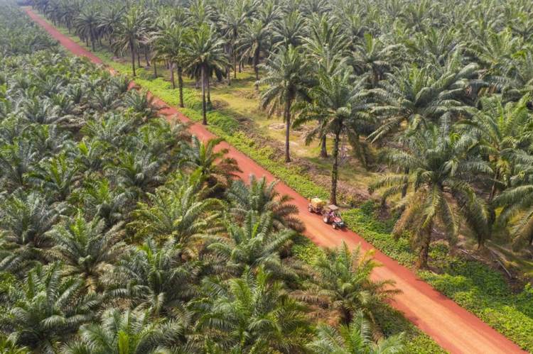 huile de palme dangers santé environnement