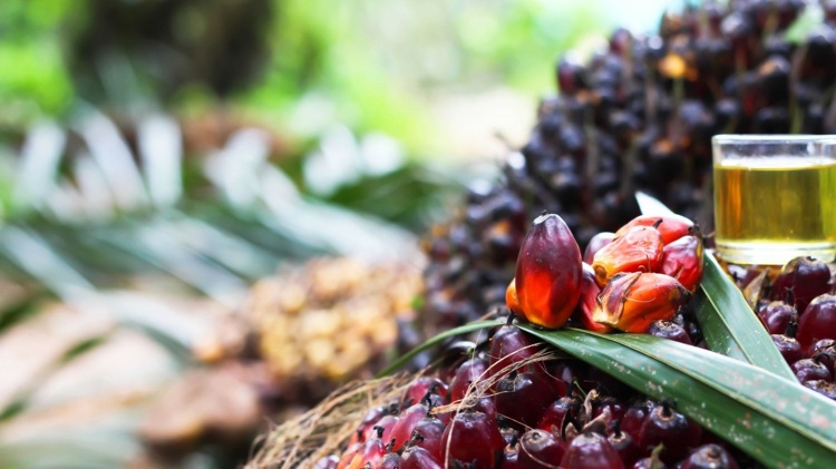 huile de palme dangers santé substances nocives