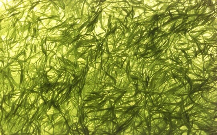 algue klamath AFA