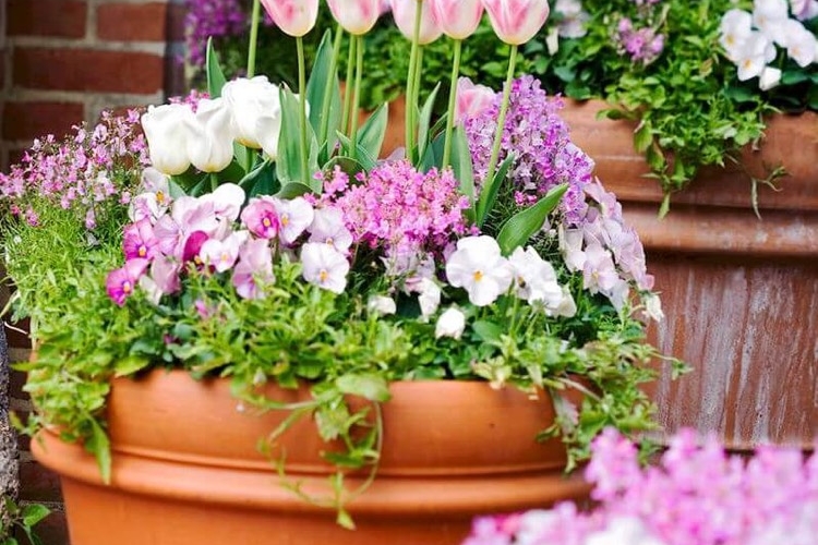 Jardinière de printemps 15 idées d'associations déco — free download