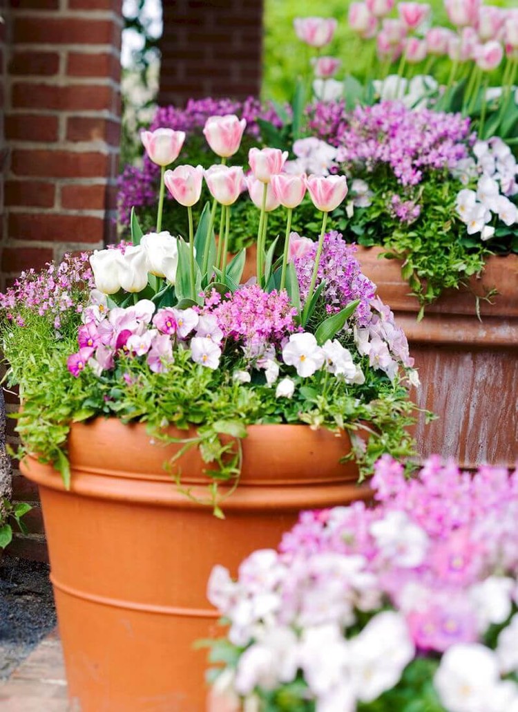 jardiniere de printemps tulipes roses blanches pensees