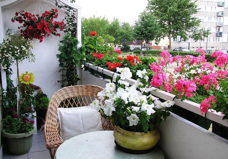 fleurs retombantes pour jardinières plein soleil pour fleurir un balcon exposé plein sud