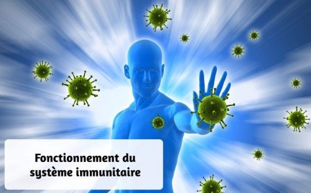 fonctionnement du système immunitaire