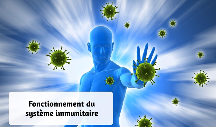 fonctionnement du système immunitaire