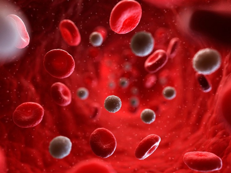 le rôle du fer dans l'organisme hémoglobine globules rouges