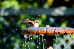 moineau fait la baignade dans un bain oiseaux