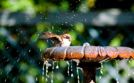 moineau fait la baignade dans un bain oiseaux