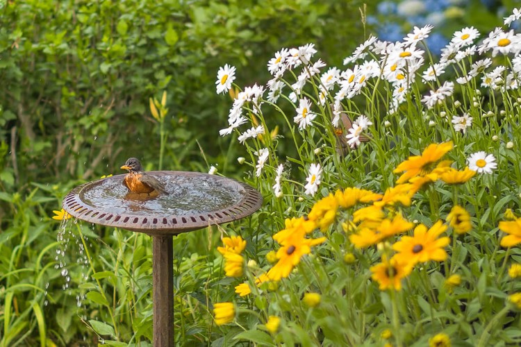 oiseau jouit bain dans un abreuvoir jardin fleurs