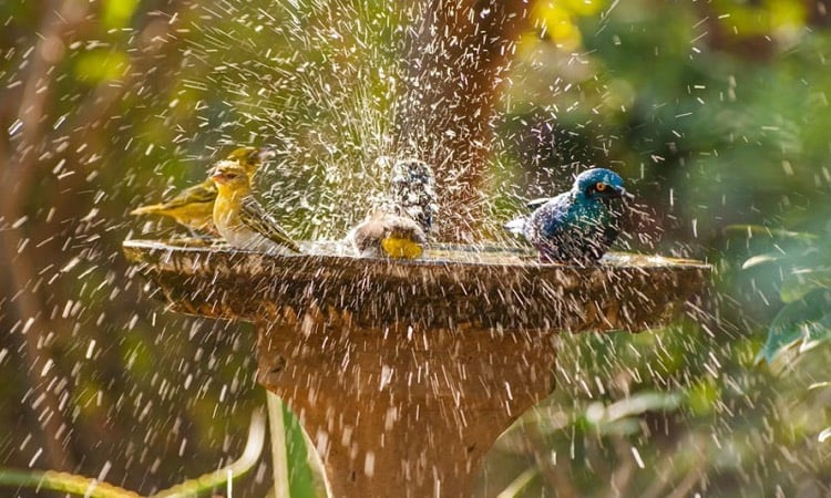 oiseaux prennent bain dans un abreuvoir pour oiseaux dans le jardin