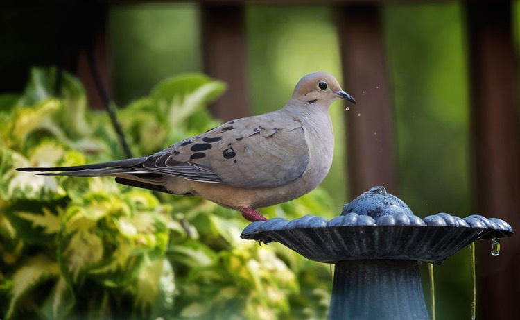 pigeon boire eau abreuvoir pour oiseaux jardin