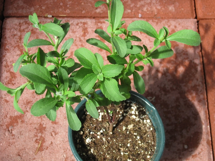 plante Stevia rebaudiana en pot
