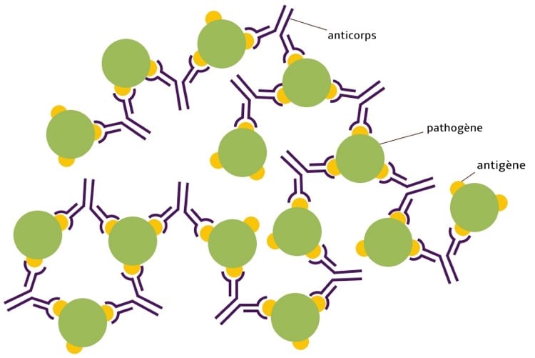 schema lymphocytes B anticorps antigenes 1