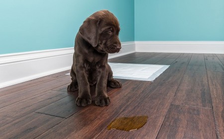 solutions anti pipi chien produit anti pipi chien mon chien fait pipi dans la maison