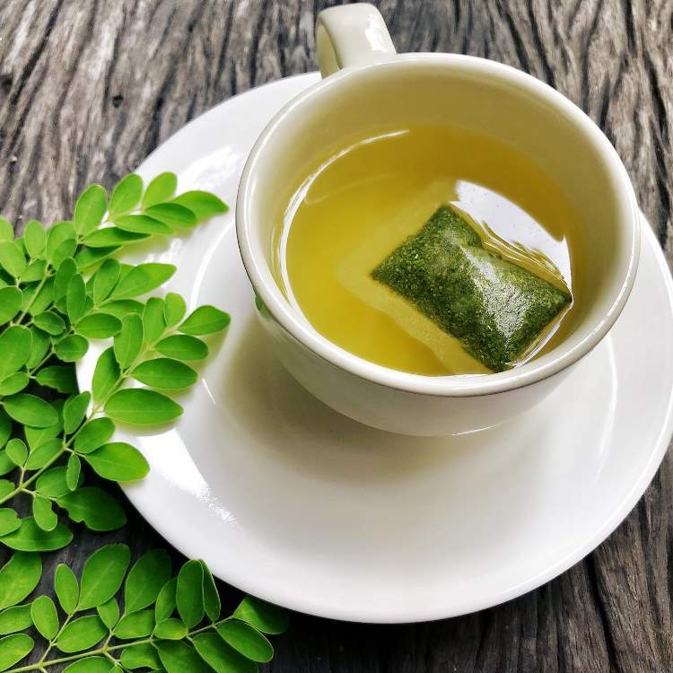 thé Moringa plante médicinale source de protéines végétales