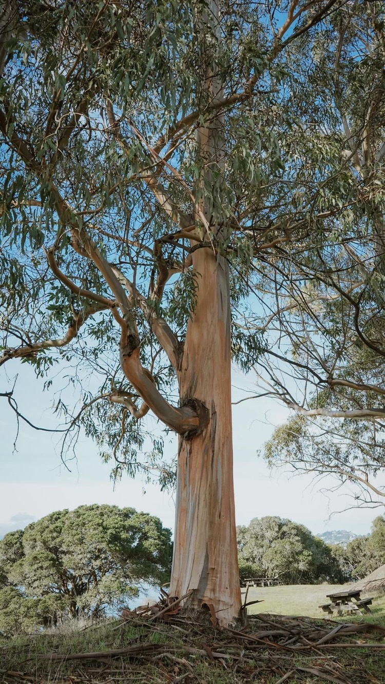 arbre eucalyptus gumtree