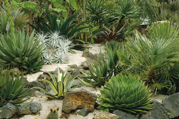 jardin australien plantes resistantes succulentes cactus jardin sec