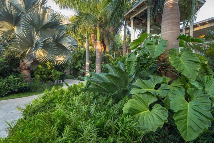 jardin australien plantes tropicales palmiers fougeres oreiller elephant