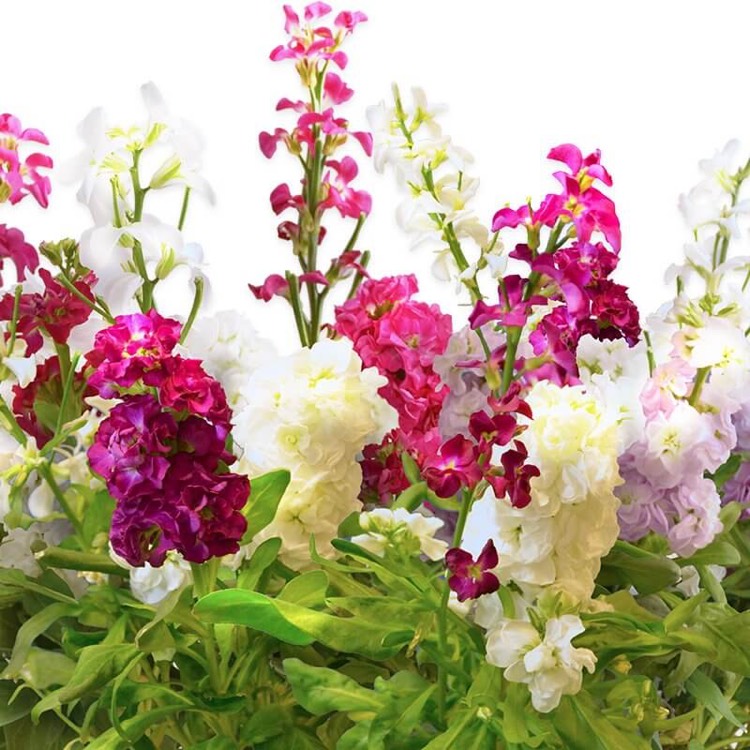 kit de jardinage fleurs du mois de naissance