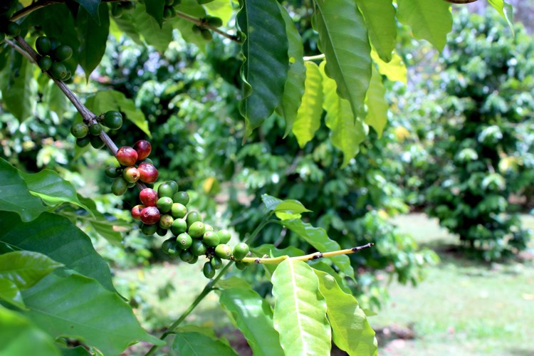reutiliser la cerise du cafe mure pour produire de la farine de cafe