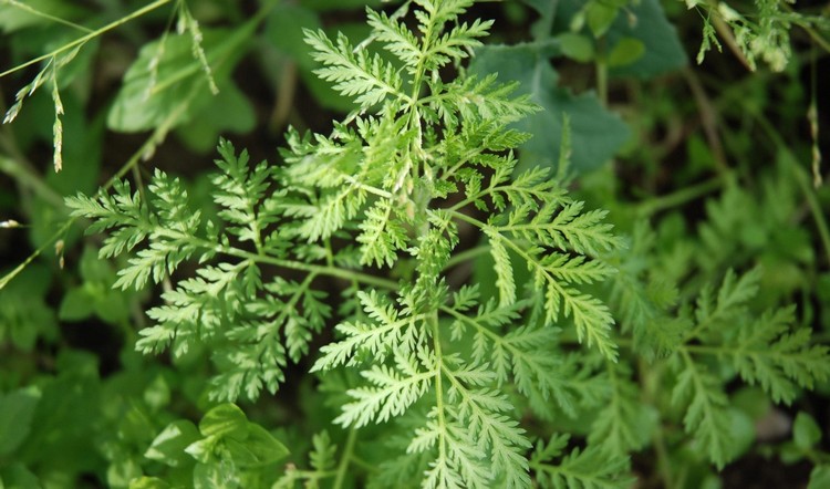 Artemisia Annua bienfaits propriétés contre-indications effets secondaires