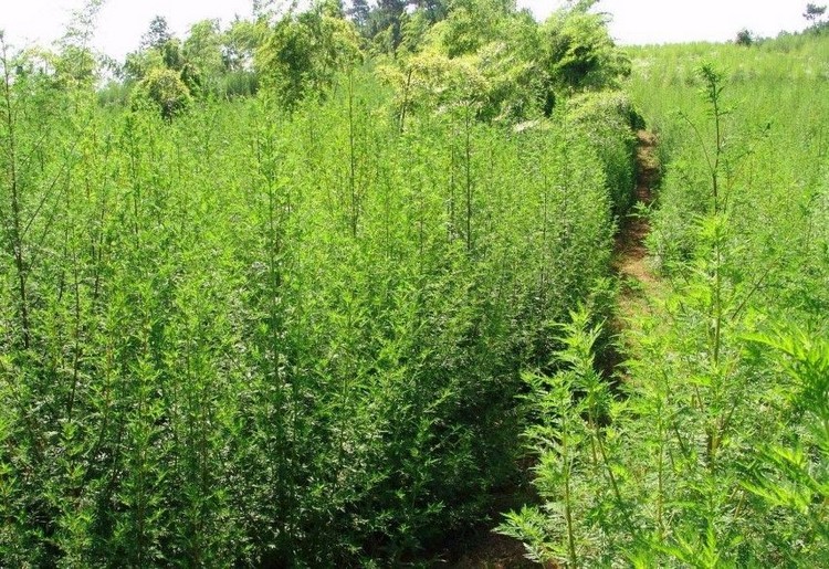 Artemisia annua vertus santé propriétés plante médicinale