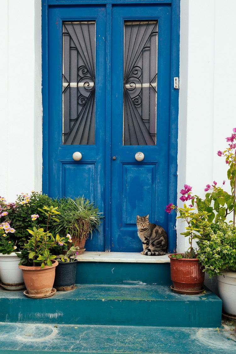Déco porte d’entrée maison bleu fleurs chat