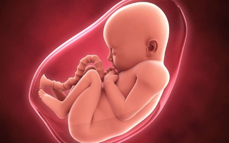 acide folique bon développement embryon