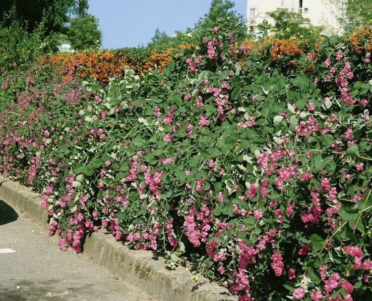 arbres ornementaux à floraison automnale pétales roses cyclamen